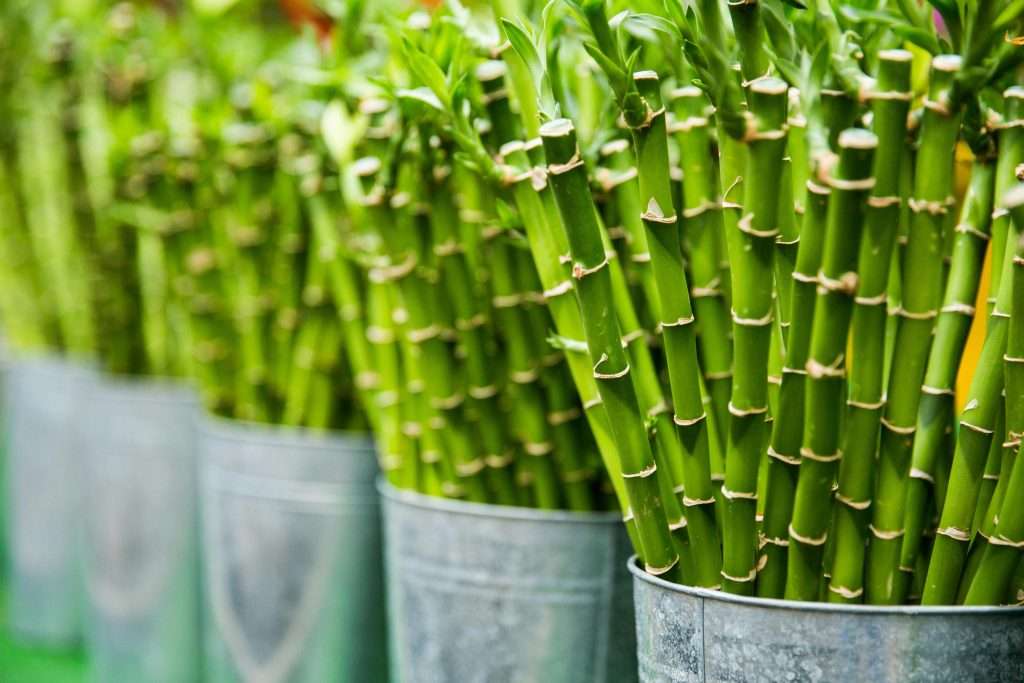 bamboos can be used by flushable wipes manufacturers