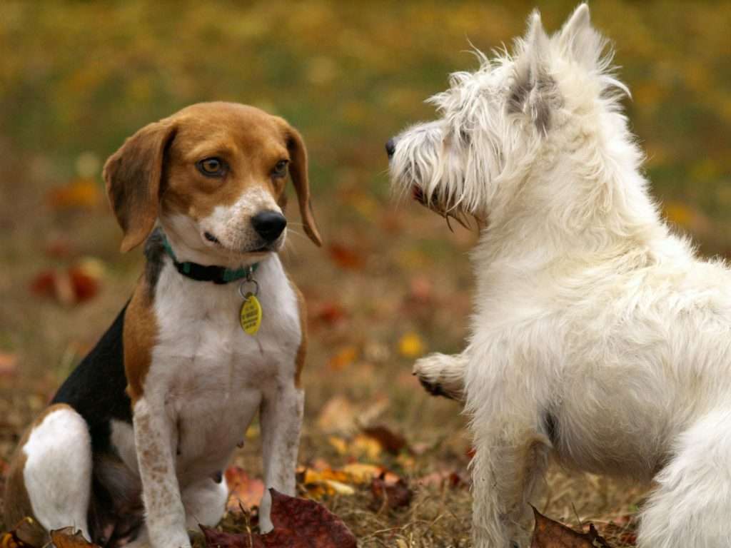 doggy wipes