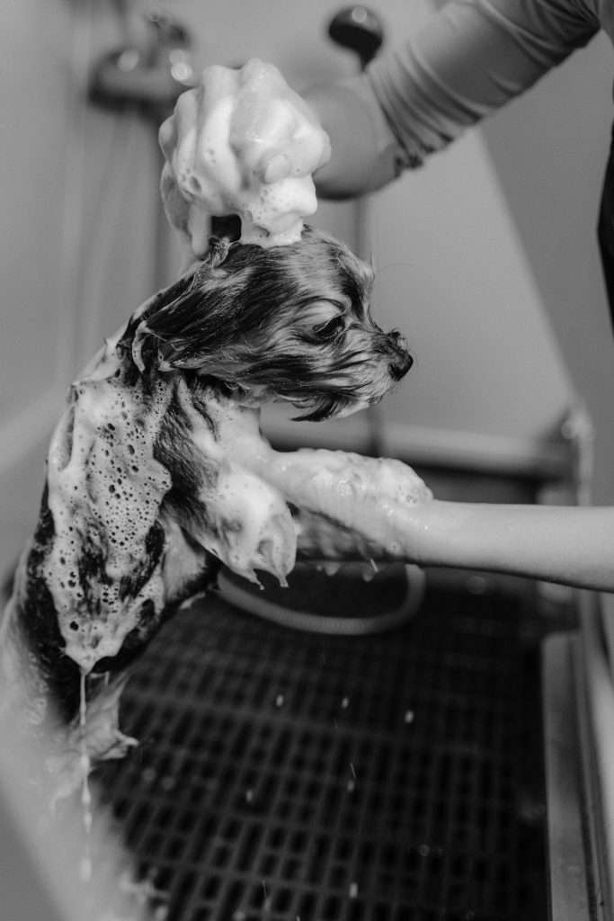 pet wipes
