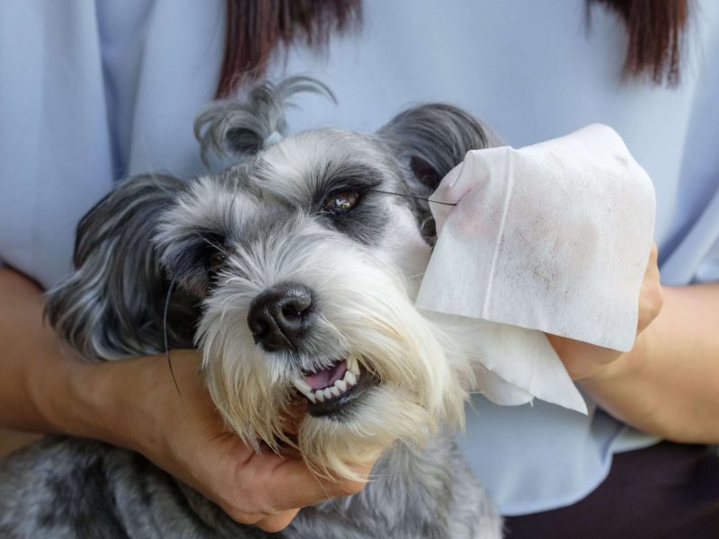 pet wet wipe manufacturing